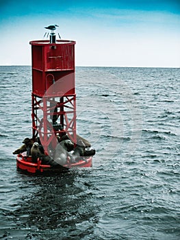 Vertical shot of the cute sea lions on the red ocean buoy in the middle of a sea