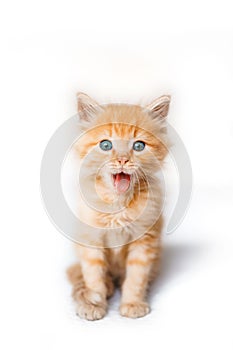 Vertical shot of a cute small ginger kitten isolated on a white background