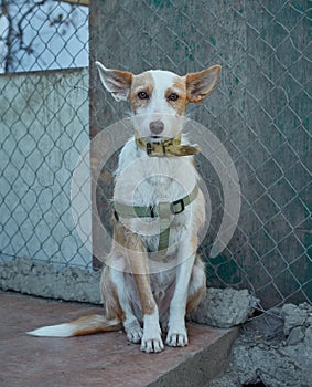 Vertical shot of a cute unusual half-breed white-brown dog with a martingale dog collar