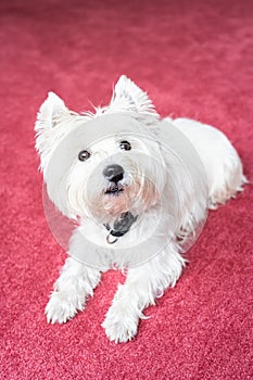 Vertical shot of cute West Highland White Terrier on red carpeted floor photo