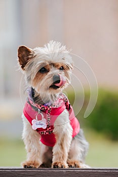 Vertical shot of a cute Yorkshire terrier licking its nose