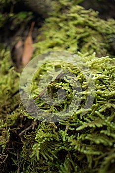 Vertical shot of cypress-leaved plaitmoss or hypnum moss (Hypnum cupressiforme) photo