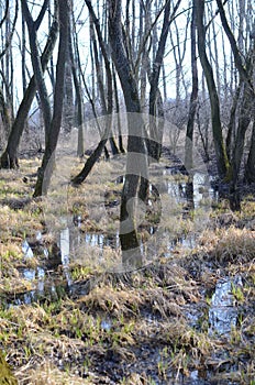 Vertical shot of a damp, creepy and foggy forest with giant trees