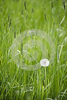 Vertical shot of a dandelion flower in a grass field