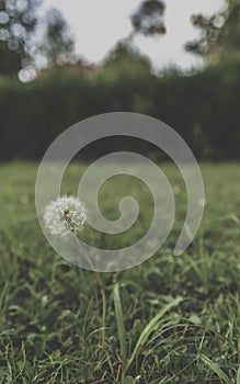 Vertical shot of a dandelion on a grass-covered field