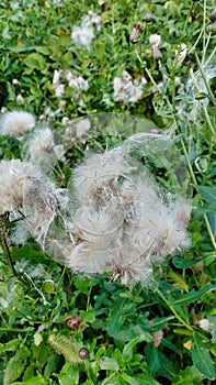 Vertical shot of dandelion seeds on the grass in a field at daytime