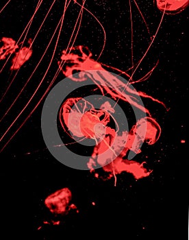 Vertical shot of dangerous poisonous jellyfish medusas on a dark background