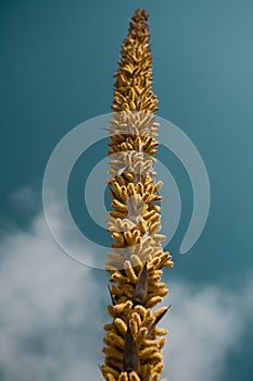Vertical shot of a dasylirion wheeleri with clouds in the background photo