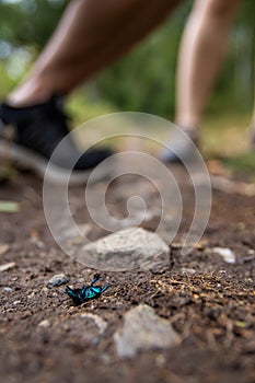 A vertical shot of a dead bright blue bug on a hiking trail