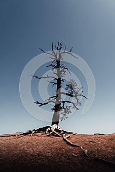 Vertical shot of a dead tree in Bryce Canyon National Park, Utah.