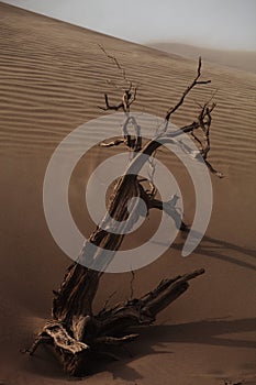 Vertical shot of a dead tree in a desert in Xinjiang, China