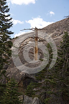 Vertical shot of a dead tree on the peak of Sentinel Dome, Yosemite
