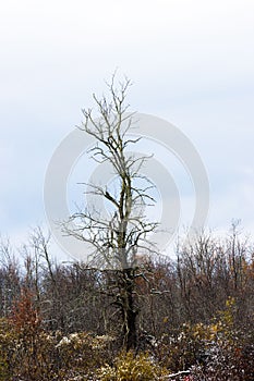 Vertical shot of a dead tree standing alone in a forest on a gloomy day