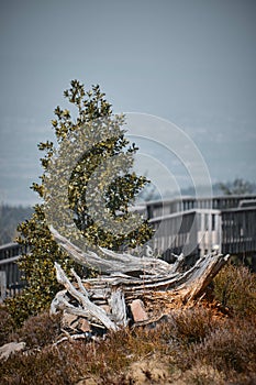 Vertical shot of deadwood on a blurred background