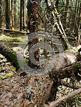 Vertical shot of deadwood branches in a forest in Larvik, Norway