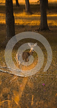 Vertical shot of a deer grazing in a forest in the afternoons