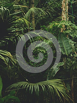 Vertical shot of a dense jungle with lots of exotic plants