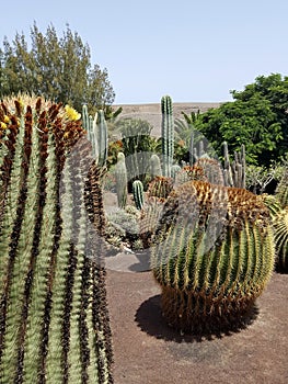 Vertical shot of a desert filled with cacti and trees including saguaro and golden barrel cactus