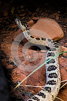 Vertical shot of the desert snake in Southern Utah