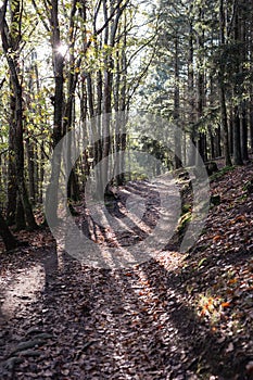 Vertical shot of dirt path going through a forest covered by fallen leaves during autumn