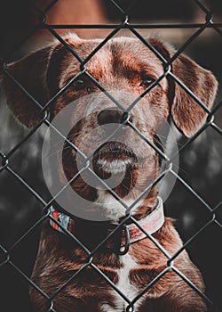 vertical shot of a dog behind a metal fence wire