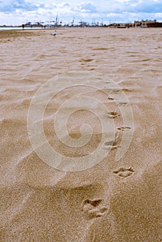 Vertical shot of dog footsteps in the sand at the beach