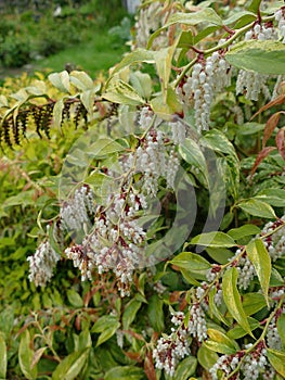 Vertical shot of the dog hobble plant (Leucothoe fontanesiana) with laurel and green leaves