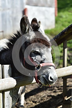 Vertical shot of a domestic donkey in a farm