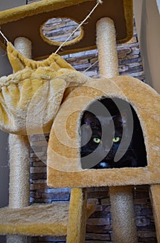 Vertical shot of a domestic green-eyed black cat  lying in a cat house