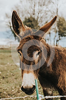 Vertical shot of donkey portrait on background of a farm