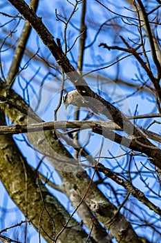 Vertical shot of a downy woodpecker perched on a bare tree branch.