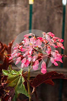 Vertical shot of a dragon wing begonia flower