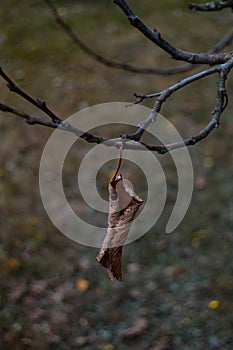 Vertical shot of a dry autumn leaf on a branch