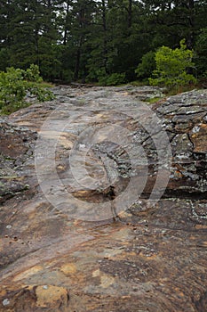 Vertical shot of an almost dry streambed in a forest