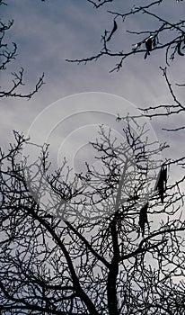 Vertical shot of dry tree branches under the gloomy sky