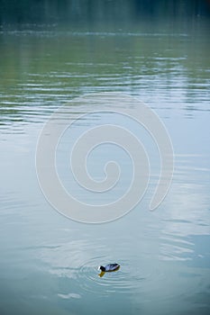 Vertical shot of a duck swimming in a lkae photo