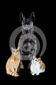 Vertical shot of a Dutch Shepherd sitting with two Tabby cats on a black background