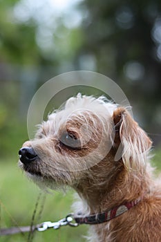 Vertical shot of a Dutch Smoushond (Hollandse Smoushond) in a park