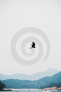 Vertical shot of the eagle flight. Hong Kong, Sai Kung