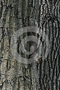 Vertical shot of a eastern gray squirrel on a tree trunk