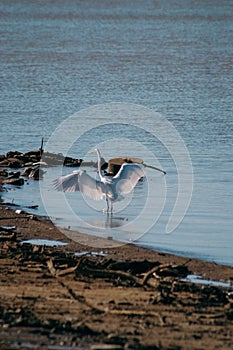 Vertical shot of an Eastern great egret looking for prey in the water with its wings open