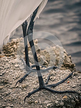 Vertical shot of an Eastern Great Egret perched on a rocky shore of the sea
