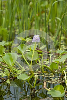 Vertical shot of eichornia water hyacinth  in a pond photo