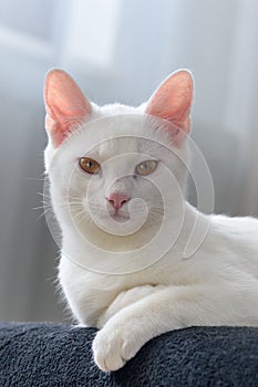 Vertical shot of an elegant white cat with yellow eyes sits on the couch