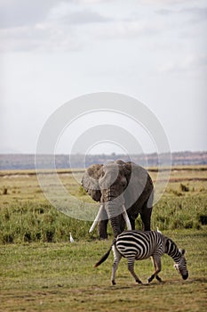 Vertical shot of an elephant with massive tusks eating grass in the Amboseli National Park in Kenya