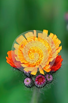 Vertical shot of emerging brilliant orange hawkweed flowers (Hieracium auranticaum)