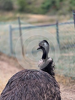 Vertical shot of an emu bird standing in the farm during daytime