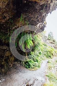 Vertical shot of an enormous rock with green plants growing on it under the sunlight