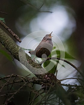 Vertical shot of a Eurasian wren perched on a branch chirping against the isolated background