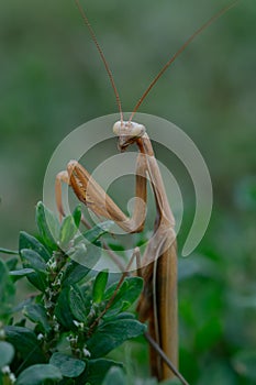 Vertical shot of a European mantis perched on a tree branch.